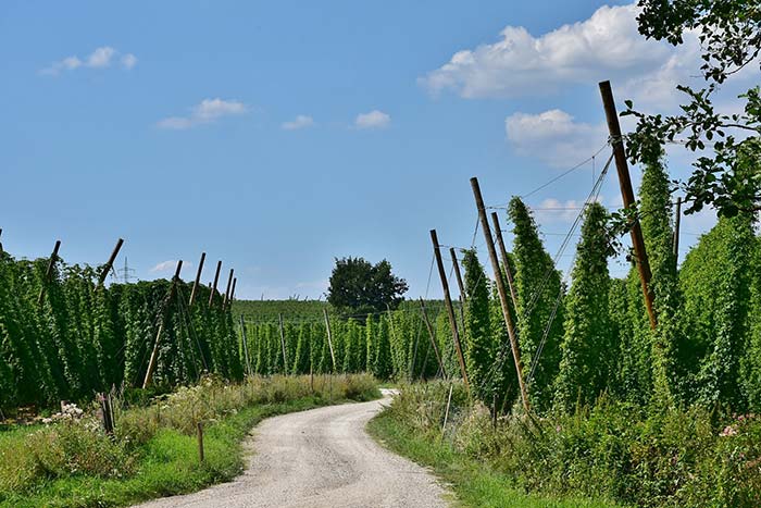 hop trellis